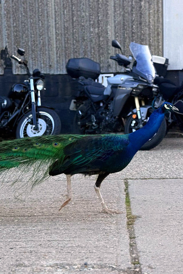Armadillo Customs Bike Nights 04 19